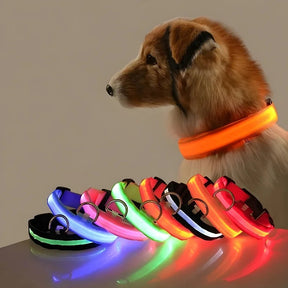 Cachorro usando coleira LED laranja para passeio noturno, com variações de coleiras luminosas coloridas expostas sobre mesa.